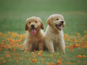 We Love To Live With Pets