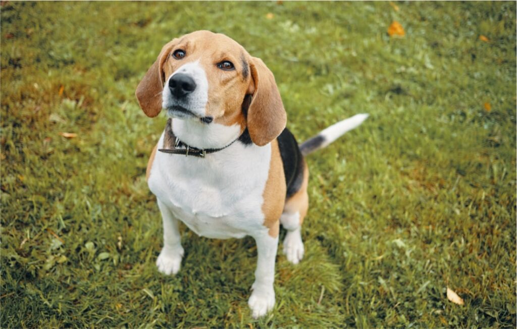 Hound vs. Other Breeds: What Sets Them Apart?